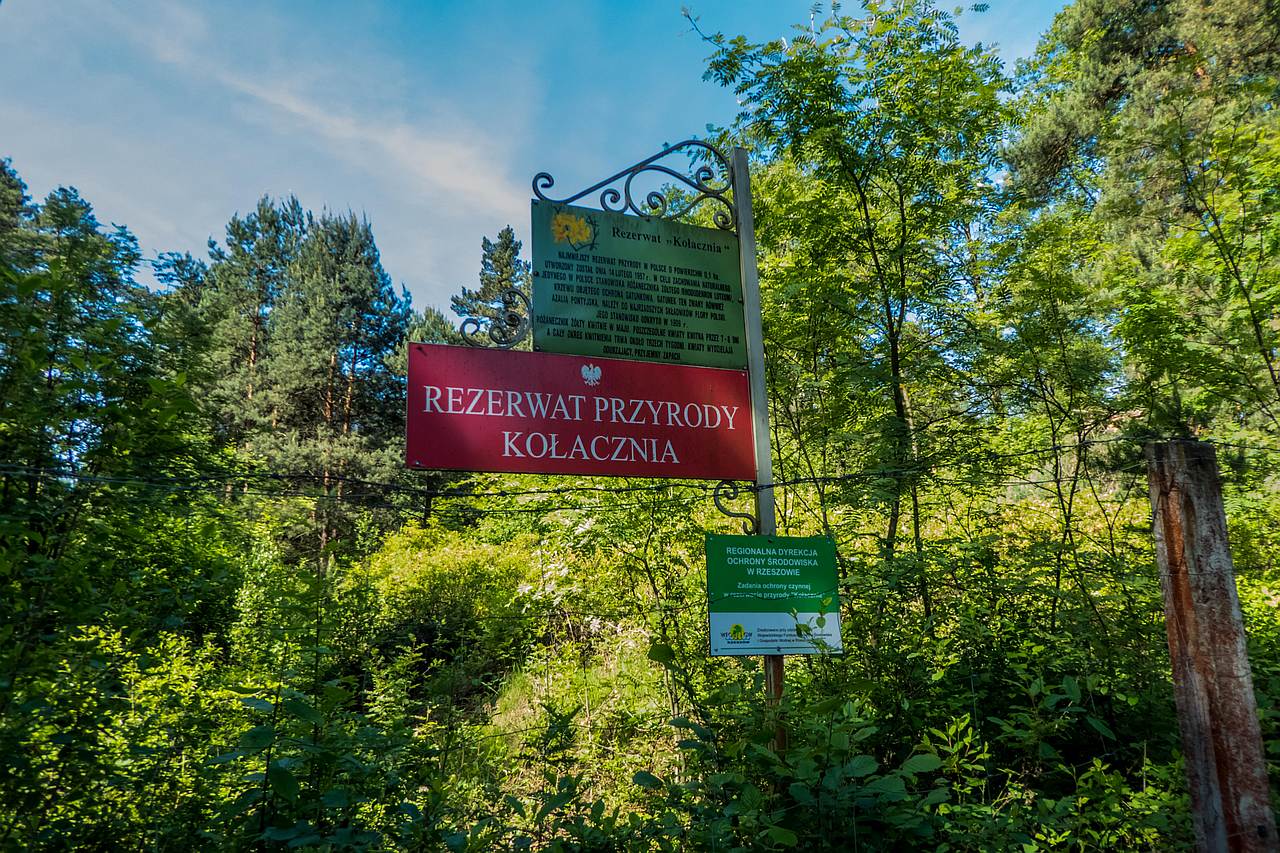 Po Rhododendron luteum z Kołaczni