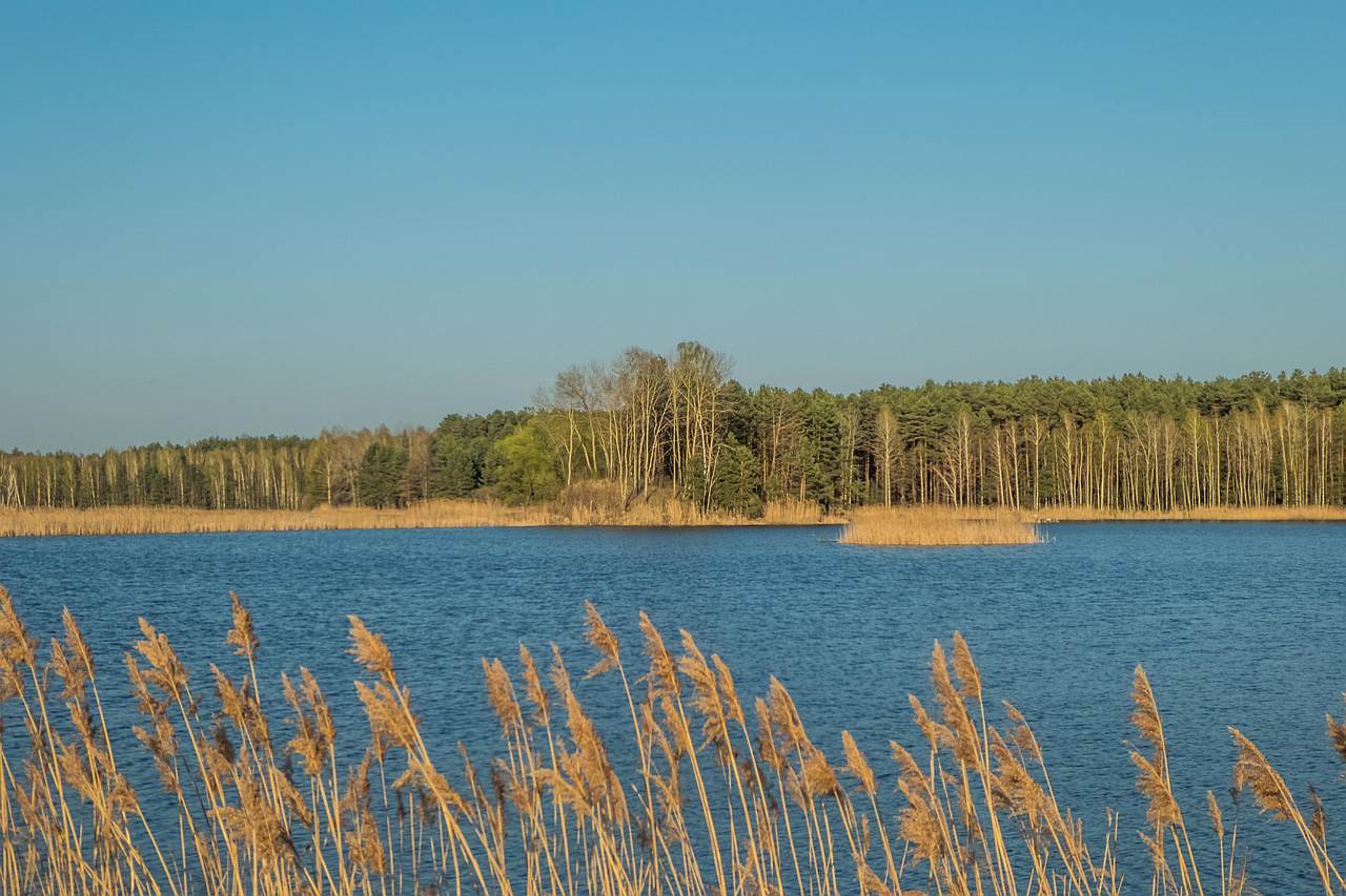 Rezerwat Lasy Janowskie