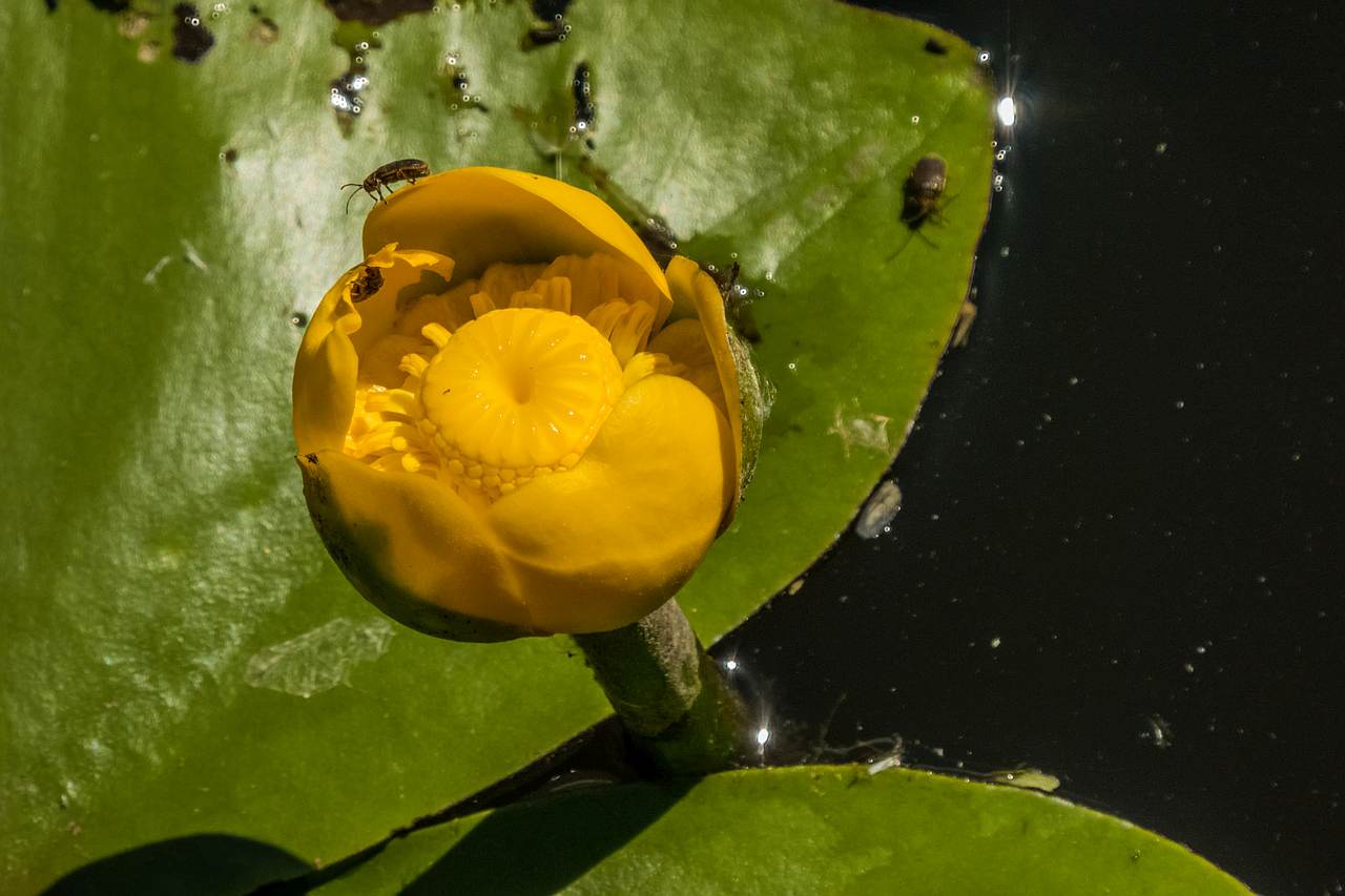 Przez Pniów do Zaklikowa