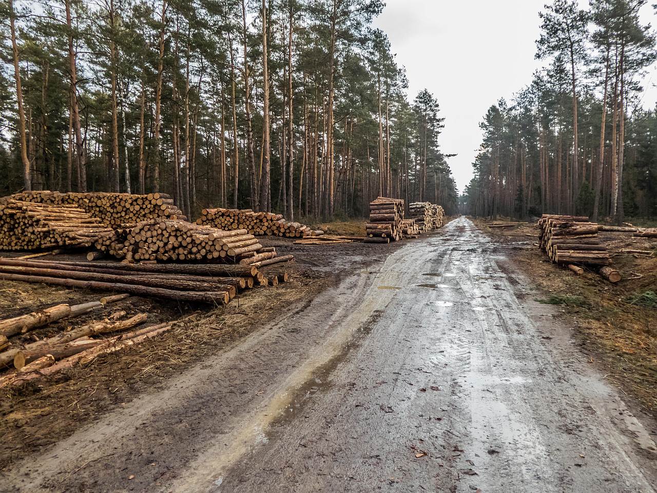 Po Lasach Janowskich