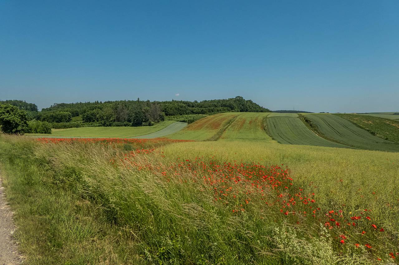 Z Zarzecza do Stalowej Woli przez Leżajsk