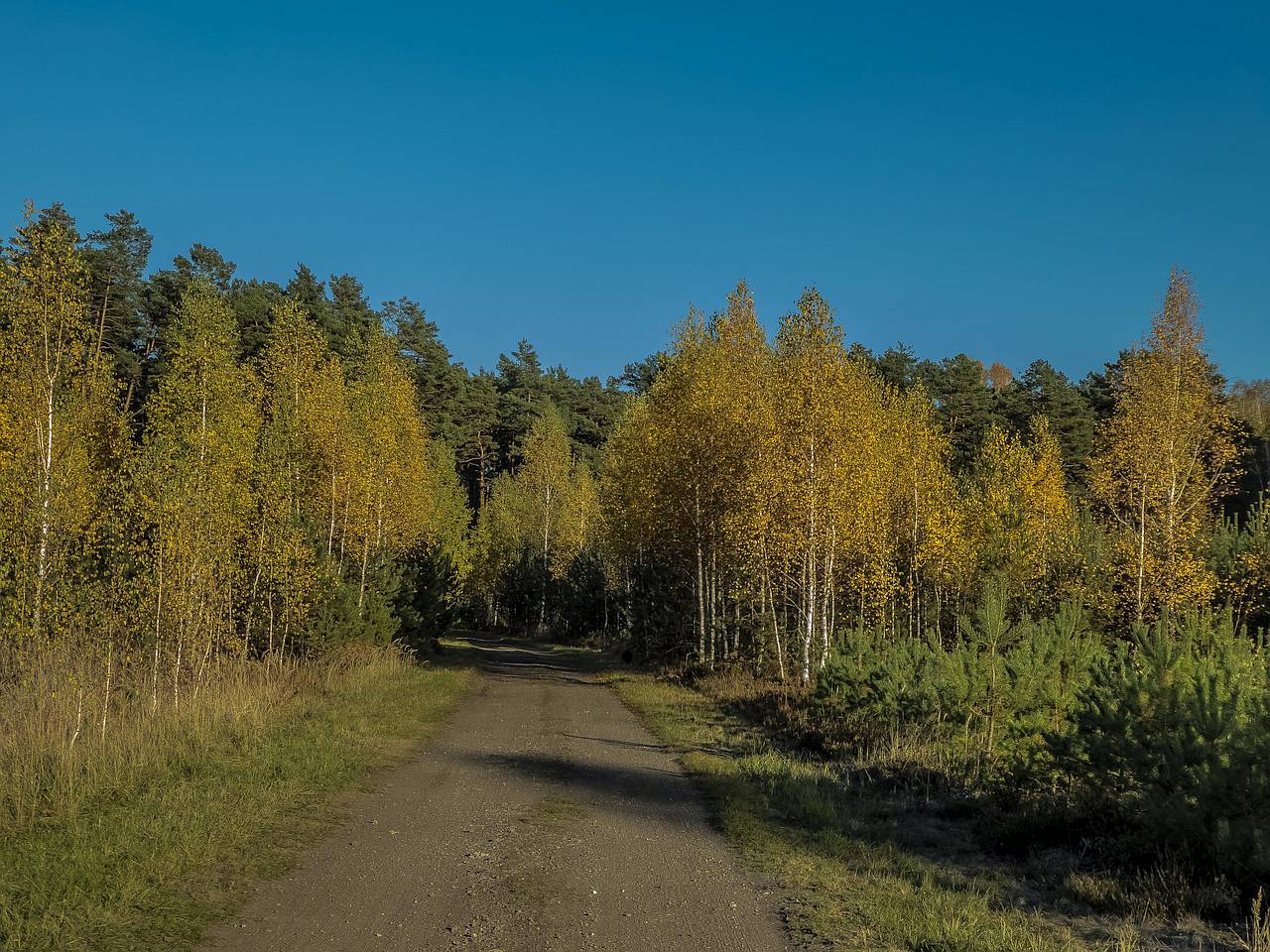 Rezerwat Lasy Janowskie