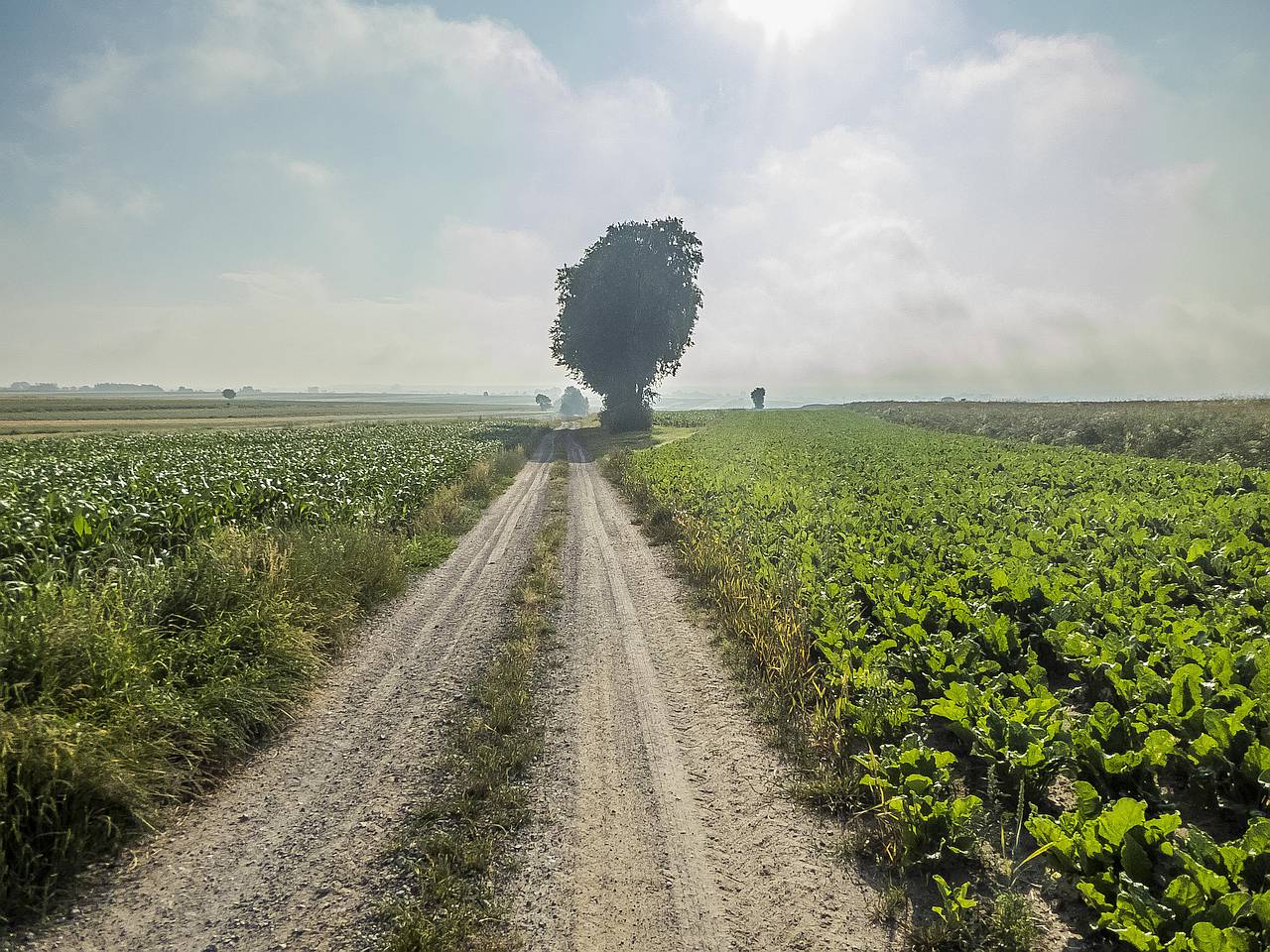 Na północ od Annopola - kwadraty
