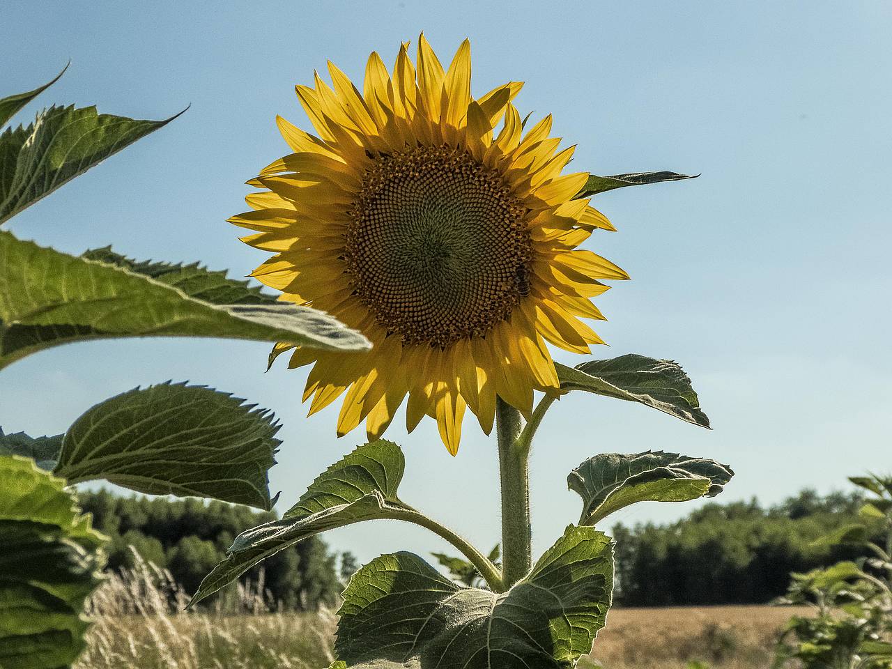 Sokołów i okolica - kwadraty