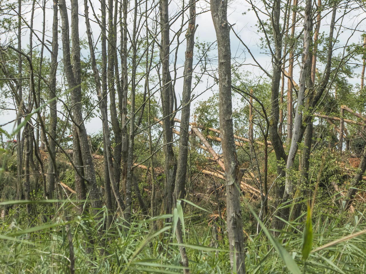 Okolice Ożanny - kwadraty