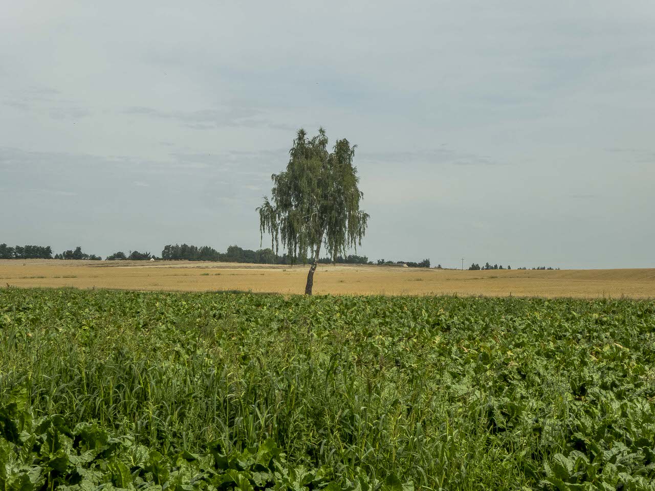 Okolice Ożarowa - kwadraty