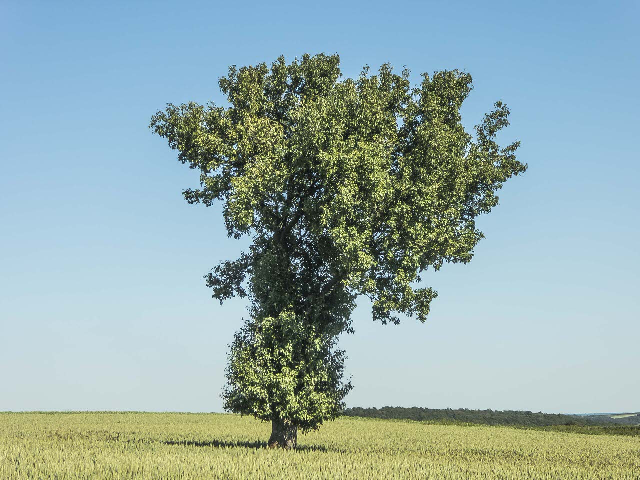 P1100907